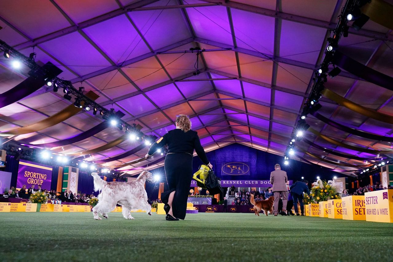 Good dog! Westminster dog show gets set to pick a winner