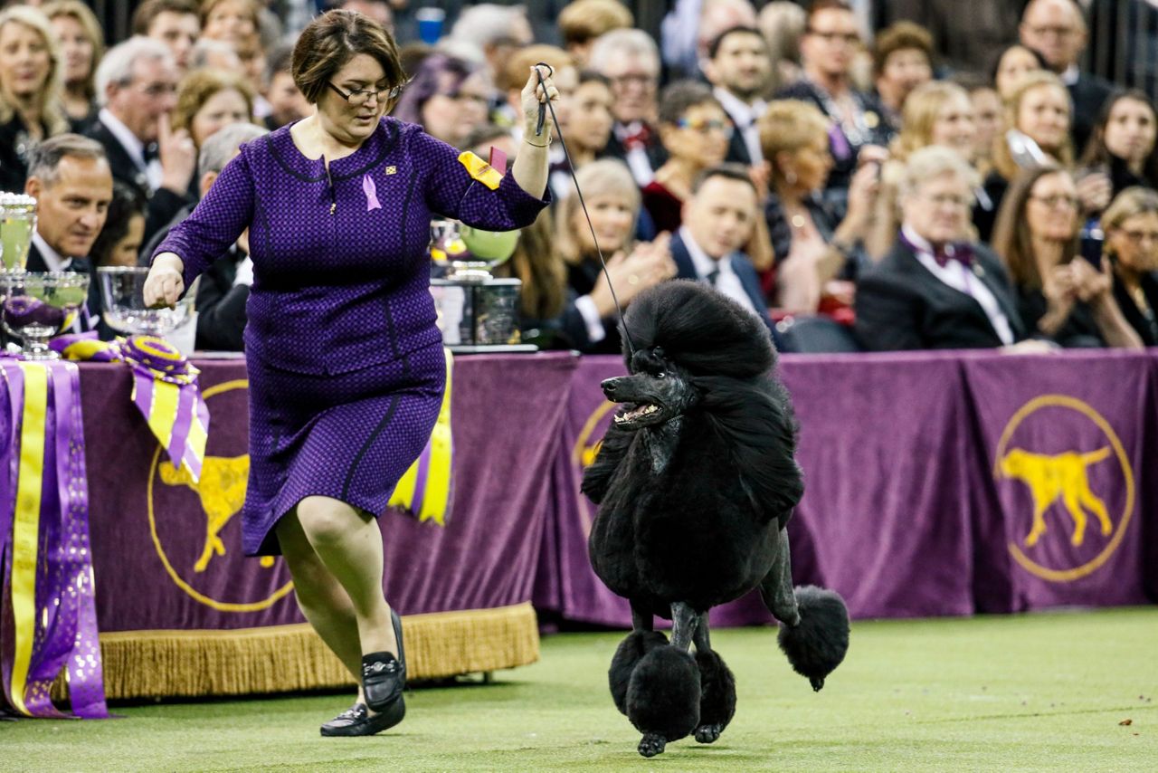 Wanna go for a walk? Westminster dog show leaves NYC for '21