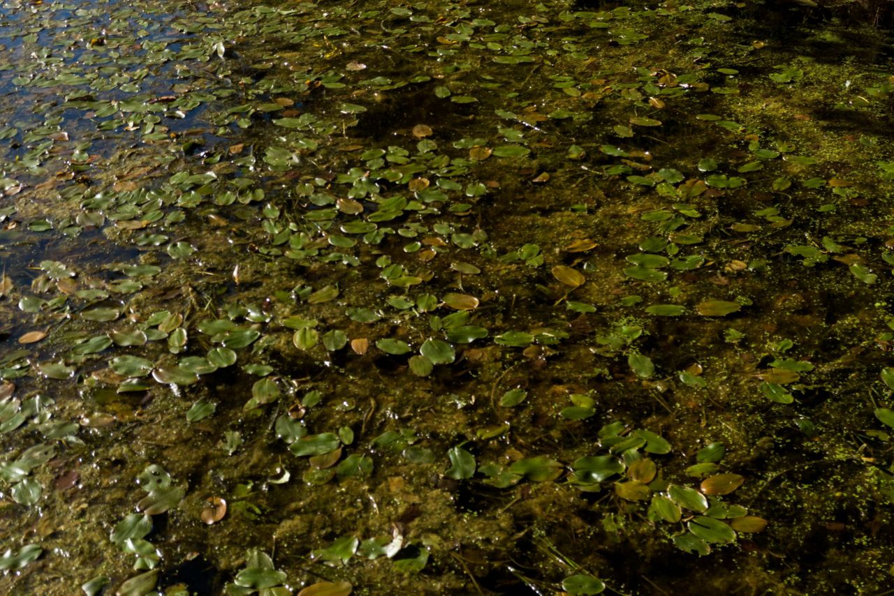 Bringing the world's buried wetlands back from the dead