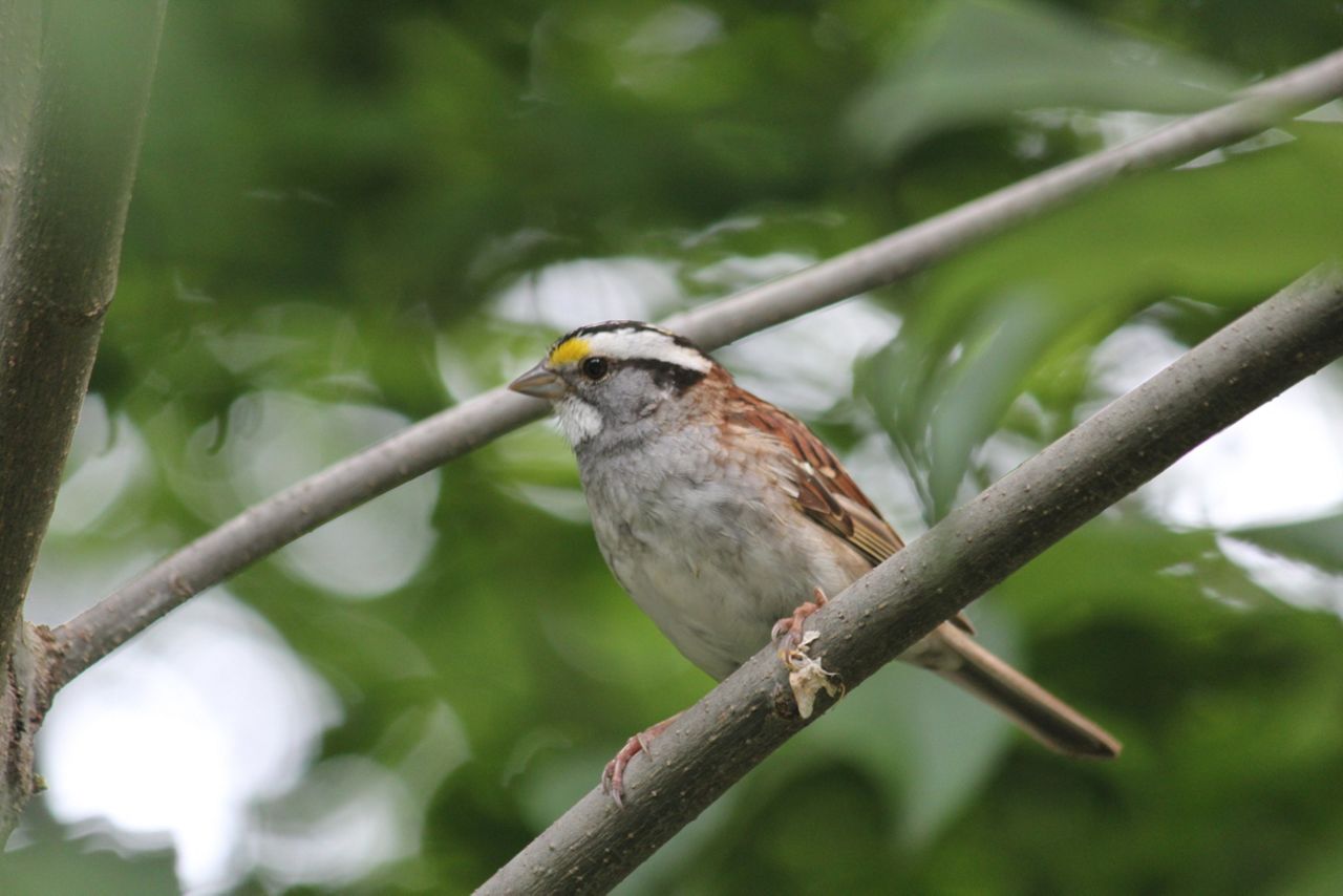 white-throated-sparrow