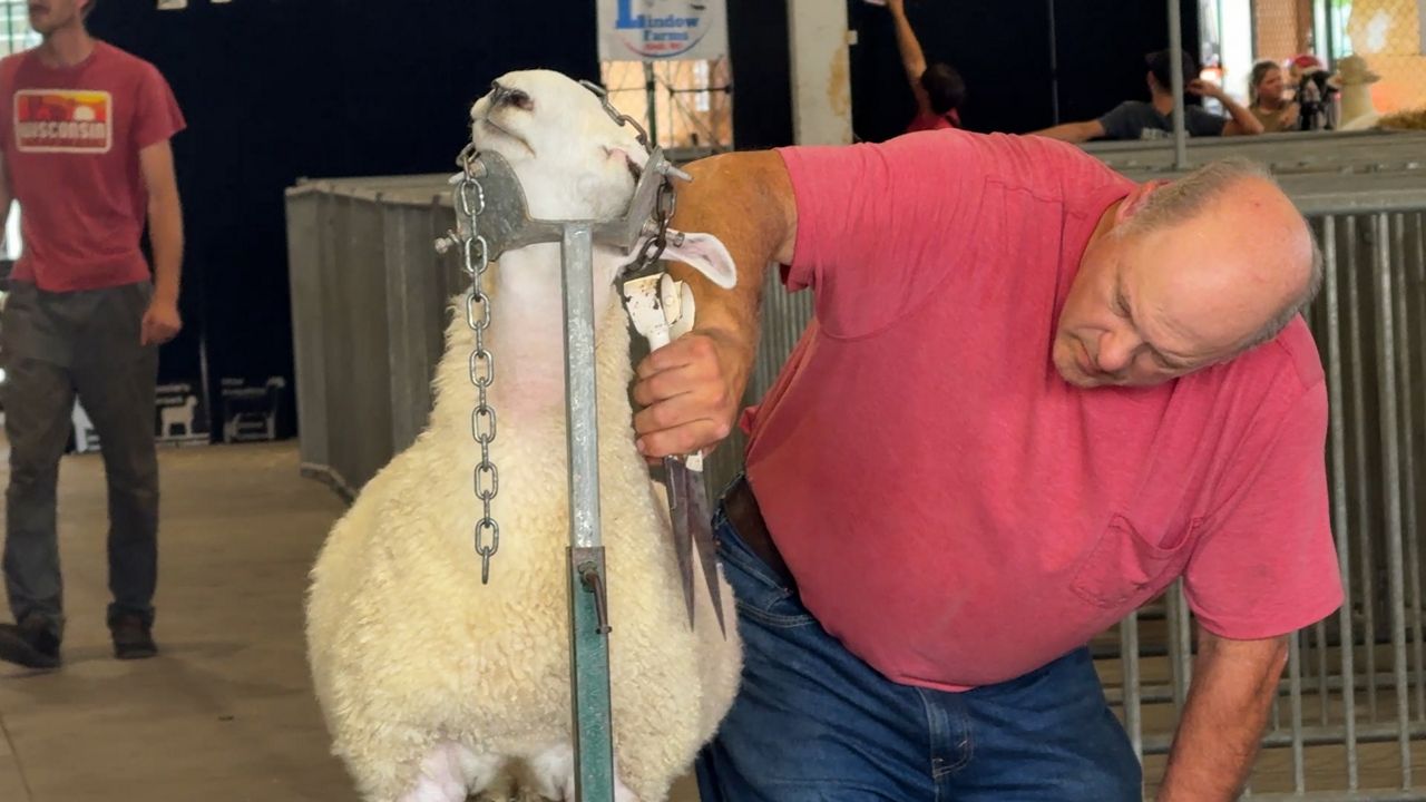 How livestock exhibitors prepare for the Wisconsin State Fair