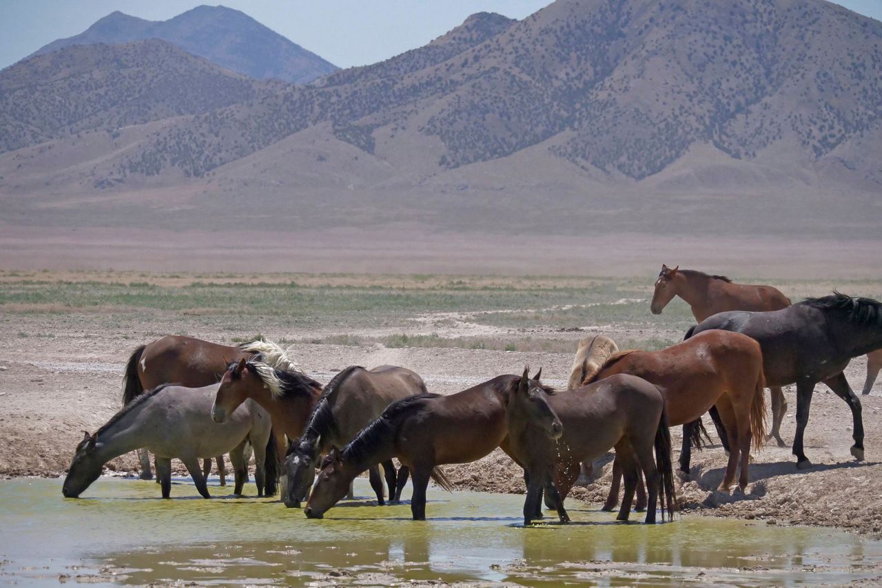 Controversial wild horse plan headed to Senate floor