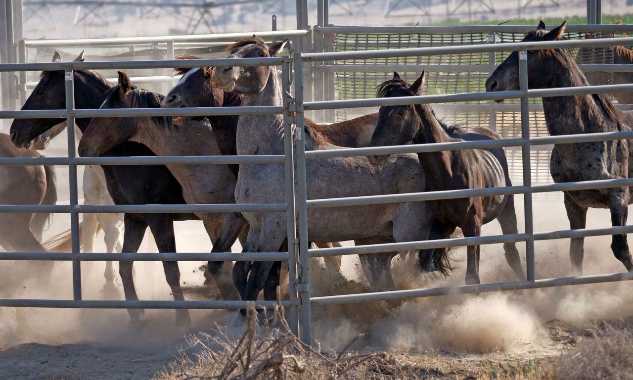 Drought forces emergency measures for US West's wild horses