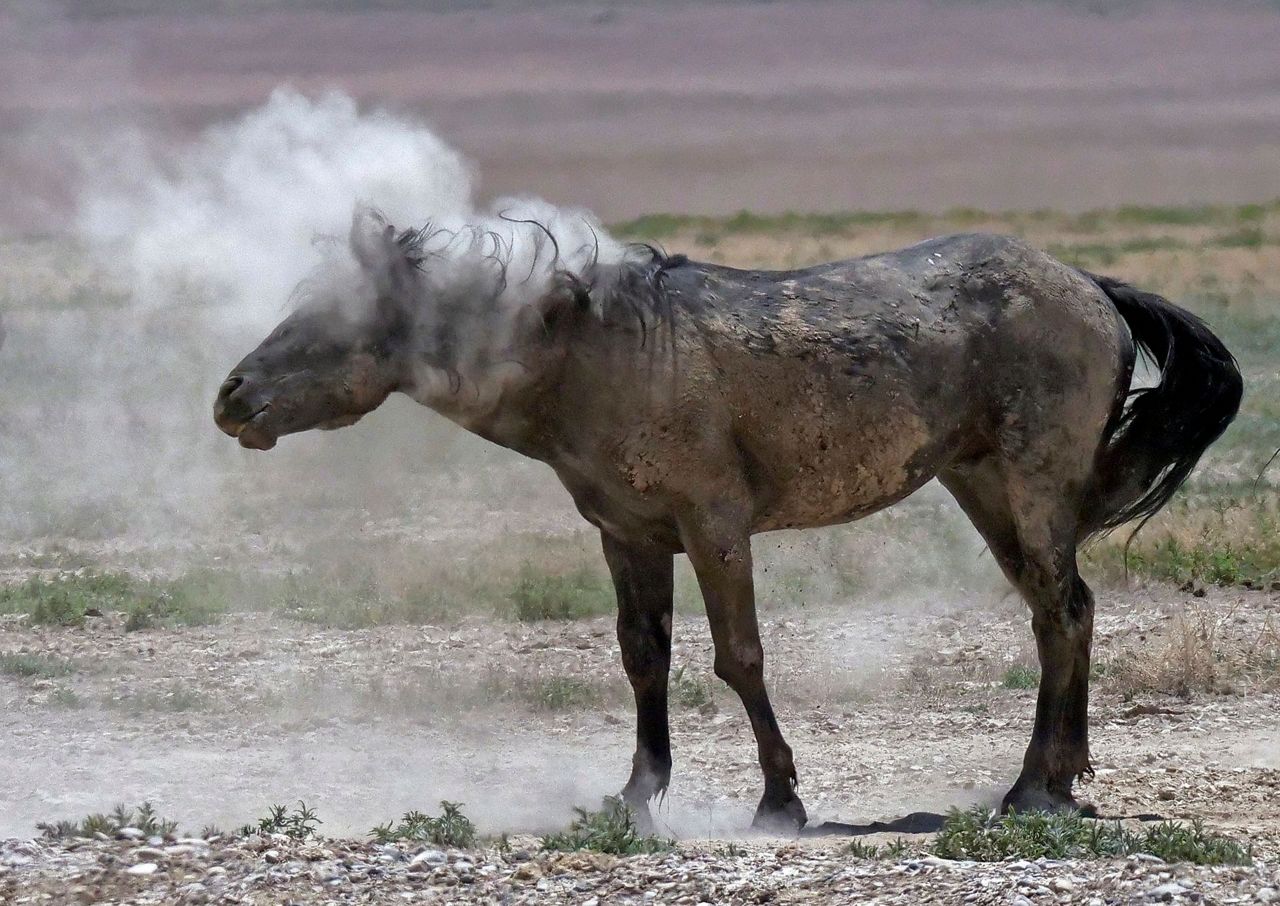 Drought forces emergency measures for US West's wild horses