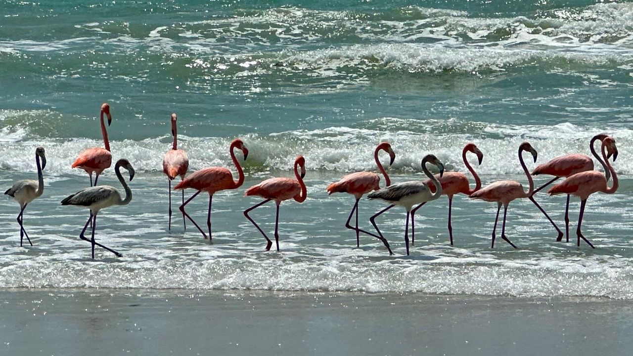 Wild flamingos spotted on Bay area beaches