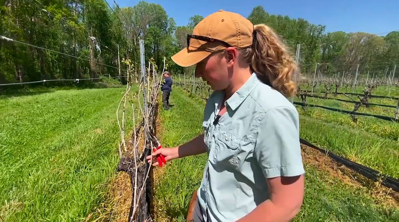 Sarah Bowman prunes vines in the vineyard of Surry Community College. (Spectrum News 1/Zyneria Byrd)