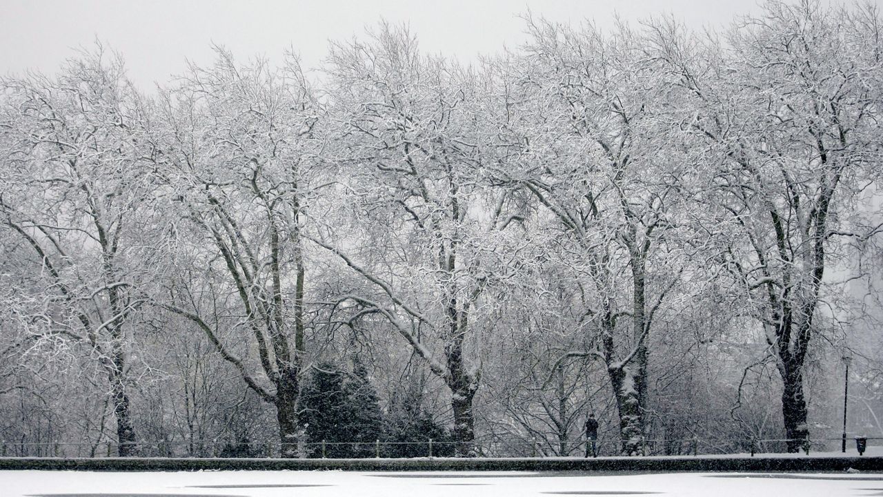 Your trees in the winter: Dead or dormant?