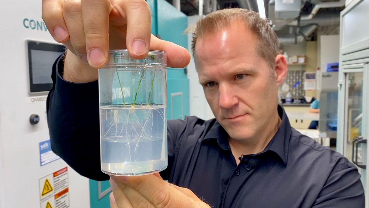 Wolfgang Busch is a professor at the Salk Institute. (Spectrum News/Bree Steffen)