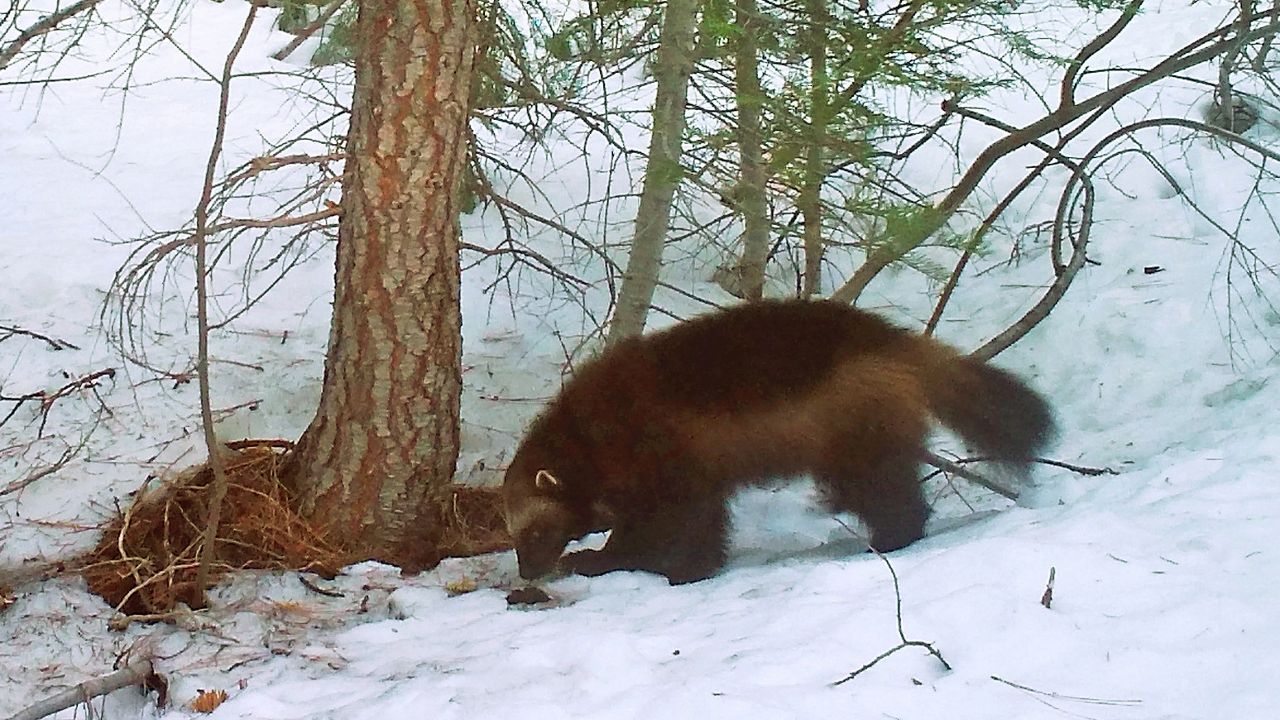 This photo provided by the California Department of Fish and Wildlife from a remote camera set by biologist Chris Stermer, shows a wolverine in the Tahoe National Forest near Truckee, Calif., on Feb. 27, 2016, a rare sighting of the elusive species in the state. Scientists estimate that only about 300 wolverines survive in the contiguous U.S. (Chris Stermer/California Department of Fish and Wildlife via AP, File)
