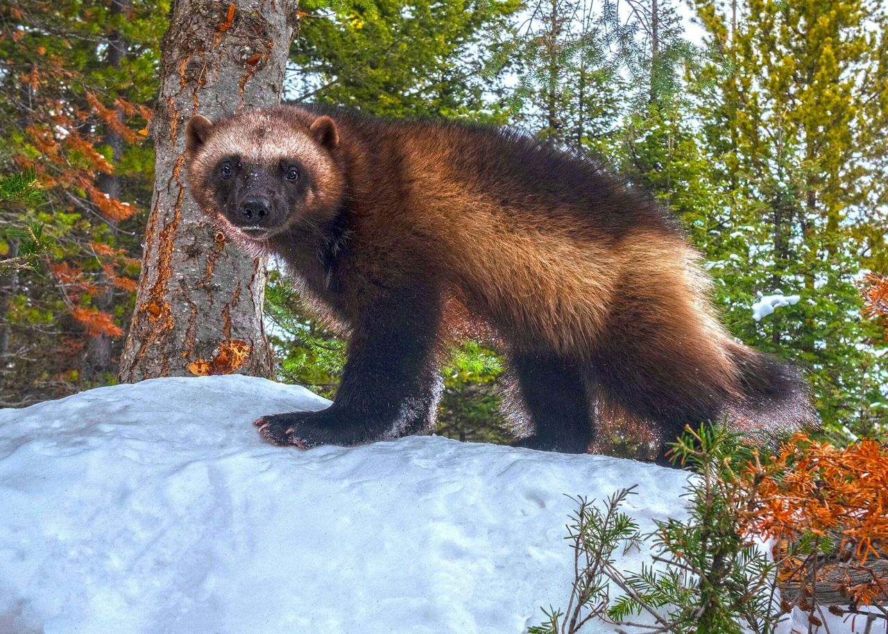 Wolverines threatened with extinction as climate change melts their ...