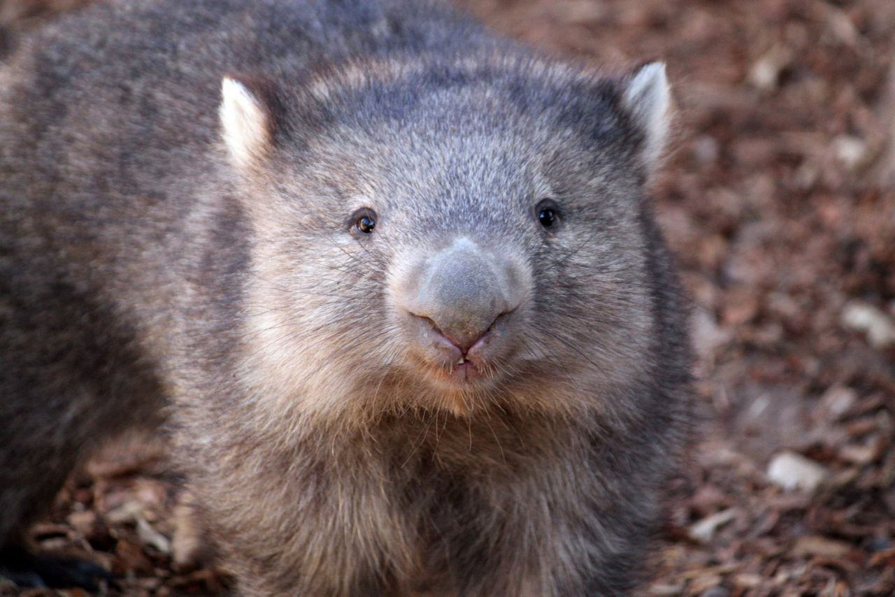 Wombats are cute, furry marsupials — that shouldn't be picked up