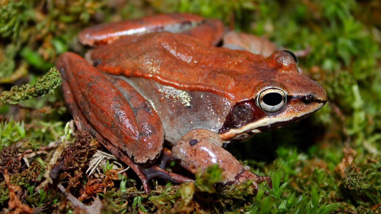 Wood frog