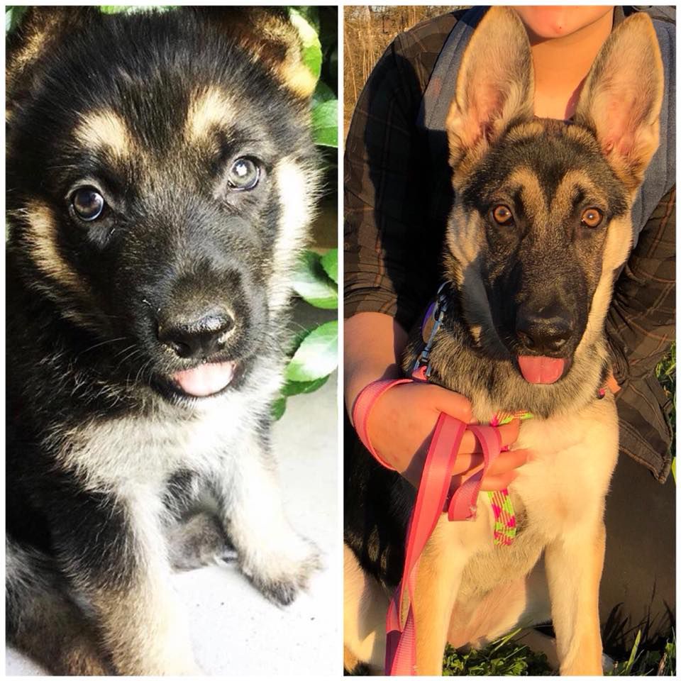 Spectrum News viewer Ericka Hagan shared this photo of Xiola at six weeks old on the left and five months old on the right. She grew so fast! 