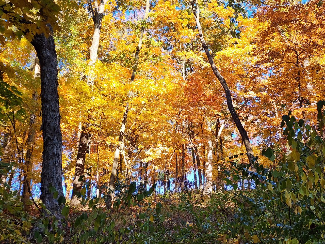 Fall foliage in Valmeyer, Ill.