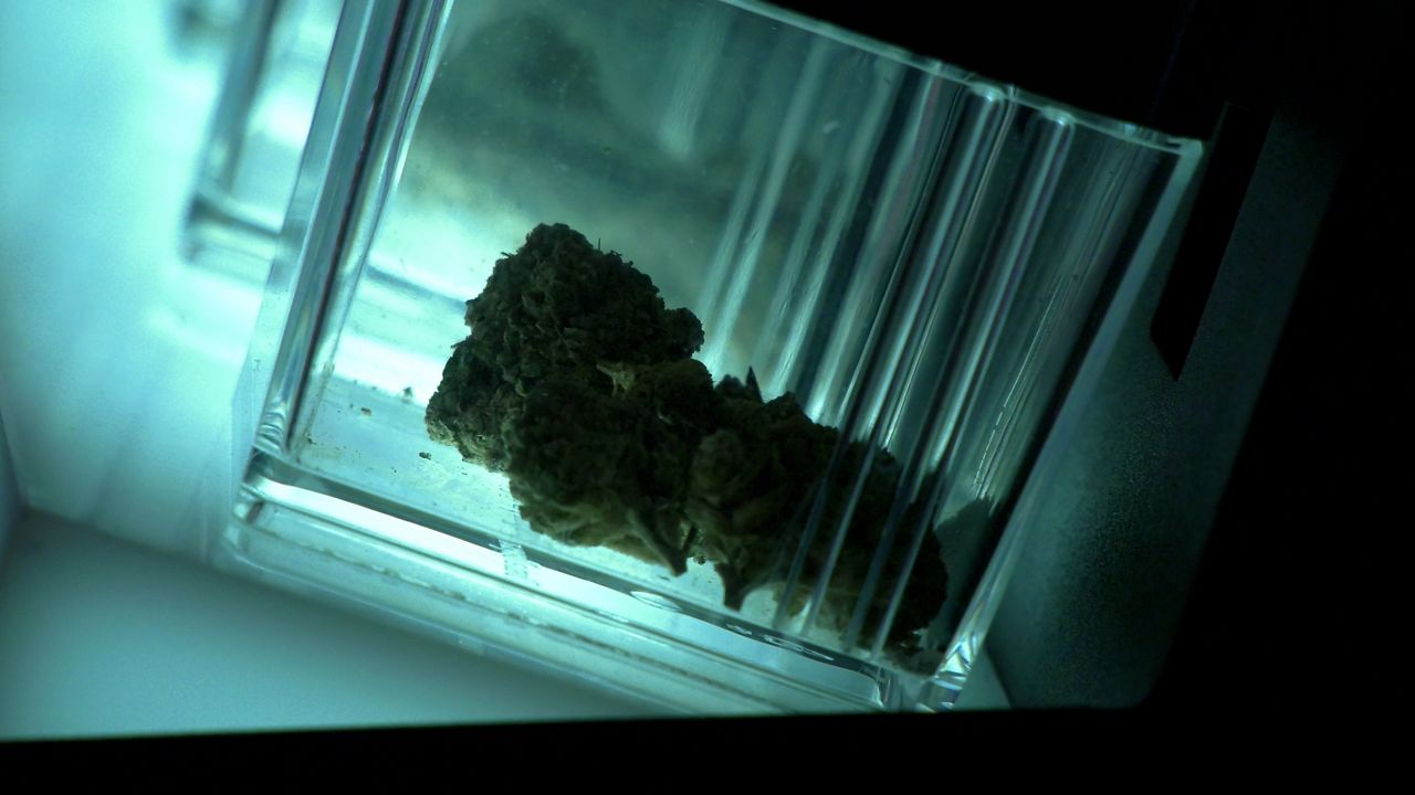 New York tightens safeguards as youth cannabis exposure rises