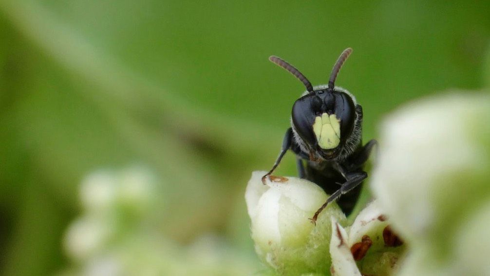 Unauthorized land clearing and tree removal have impacted the habitats of endangered yellow-faced bees. (Department of Land and Natural Resources)