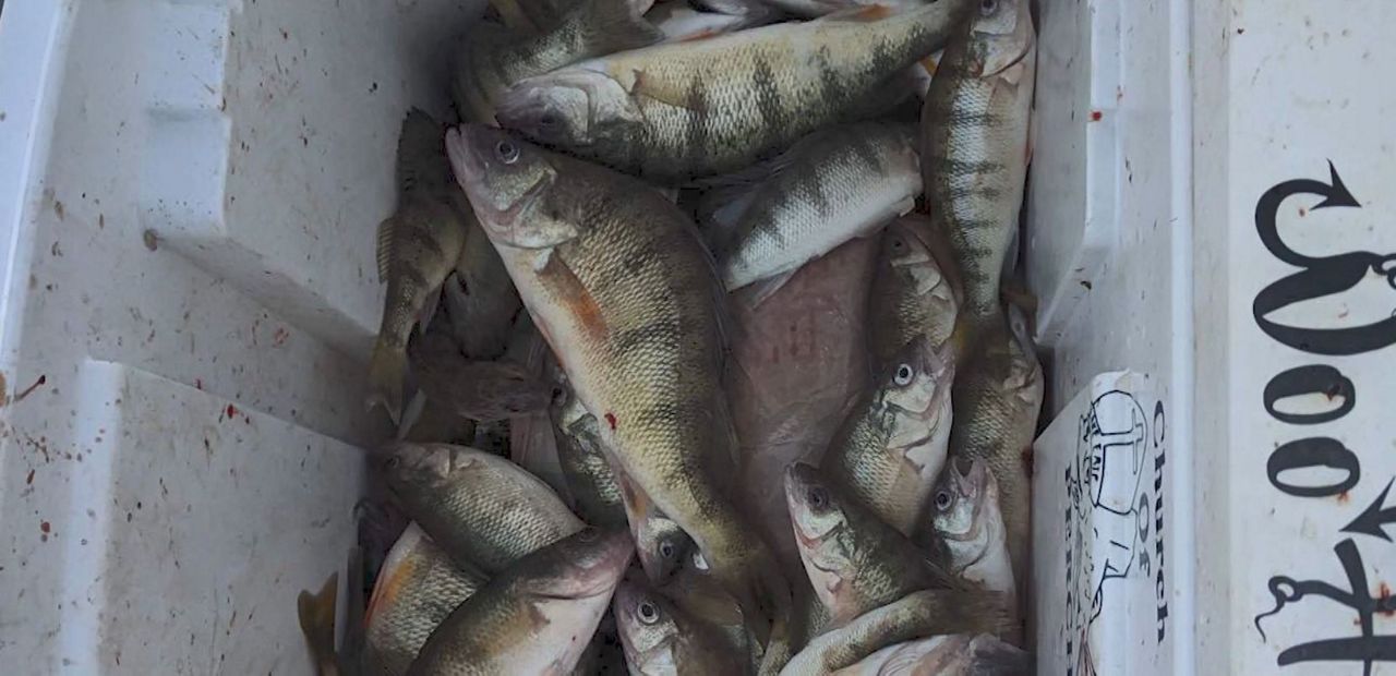 Church of Perch Reacts to Perch Limit