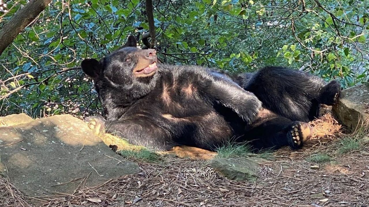 Yona, 14-year-old black bear. (Museum of Life and Science)