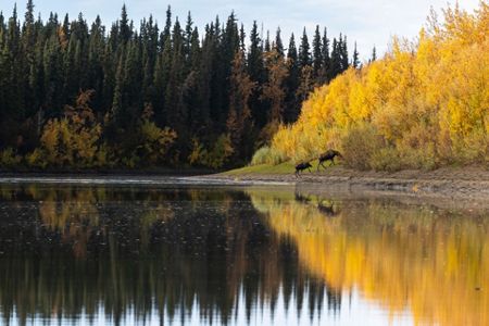 Salmon are vanishing from the Yukon River — and so is a way of life