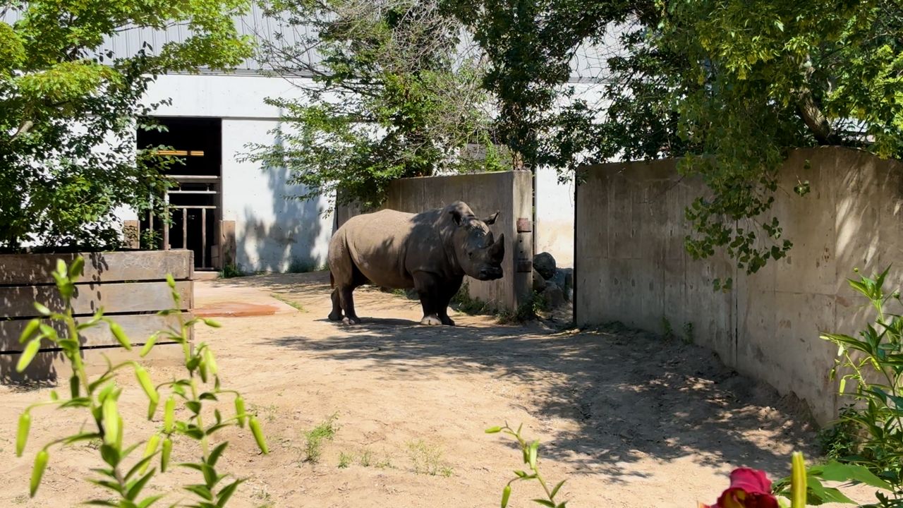 Henry Vilas Zoo launches nonprofit foundation