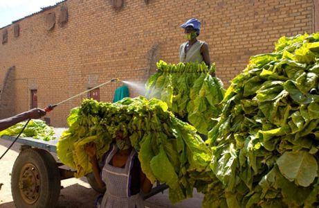 tobacco farming in zimbabwe Troubled Zimbabwe hopes for some relief in tobacco sales