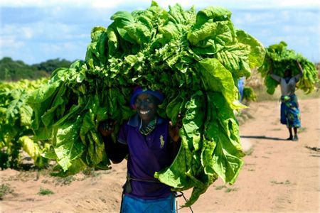 zimbabwe tobacco Troubled Zimbabwe hopes for some relief in tobacco sales