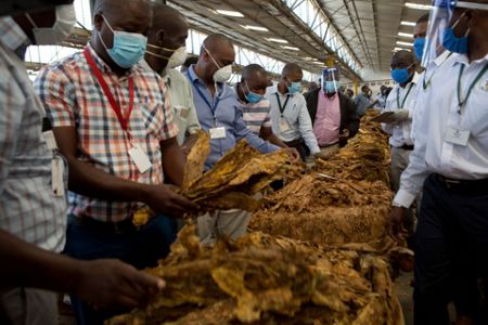 harmful ingredients in tobacco products Harmful chemicals in tobacco products cause cancer