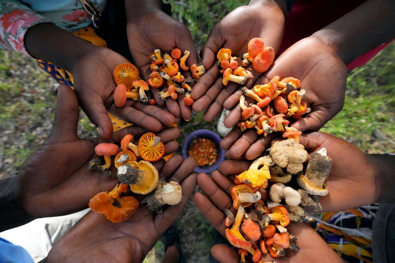 In Zimbabwe's rainy season, women forage for wild mushrooms