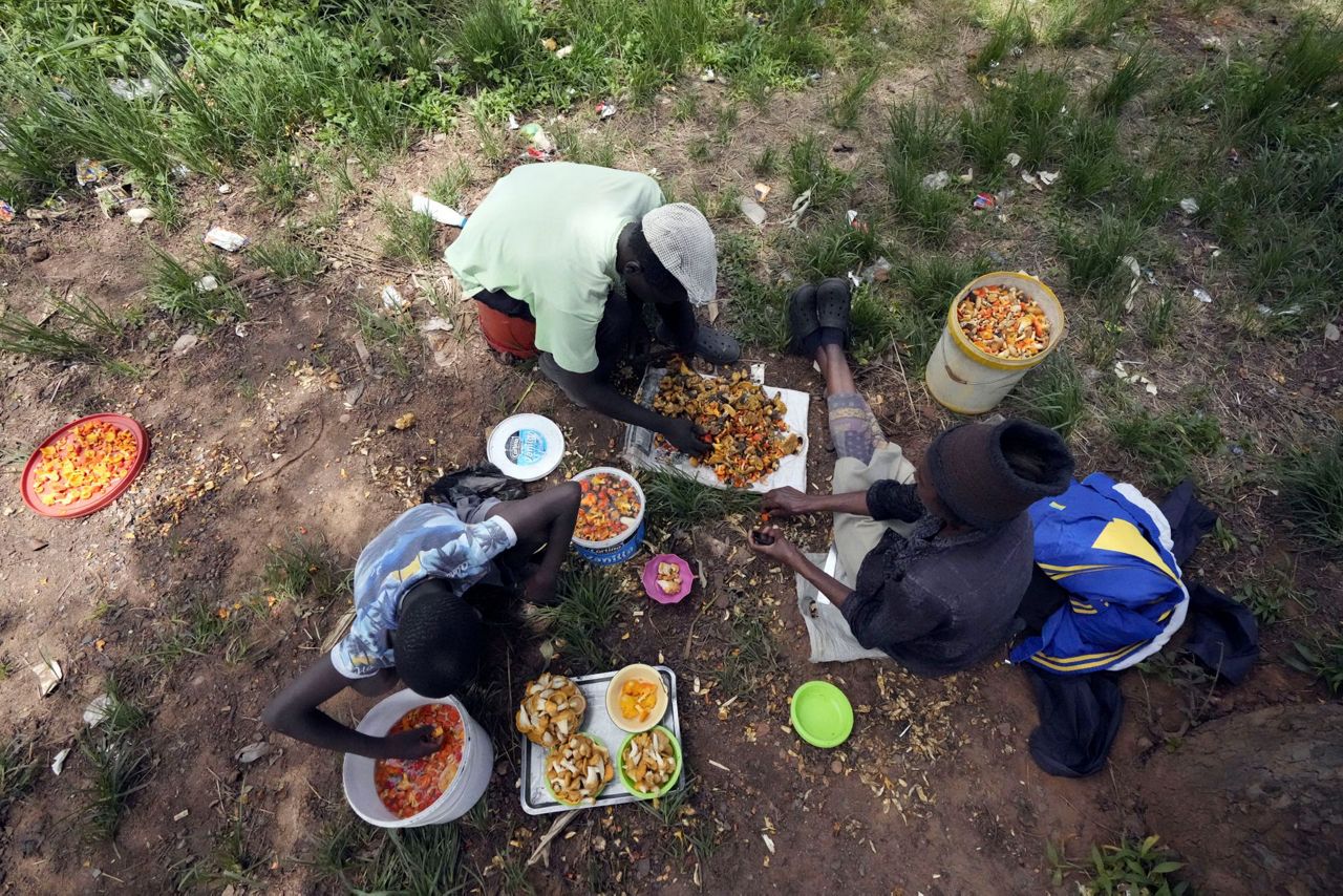 In Zimbabwe's rainy season, women forage for wild mushrooms