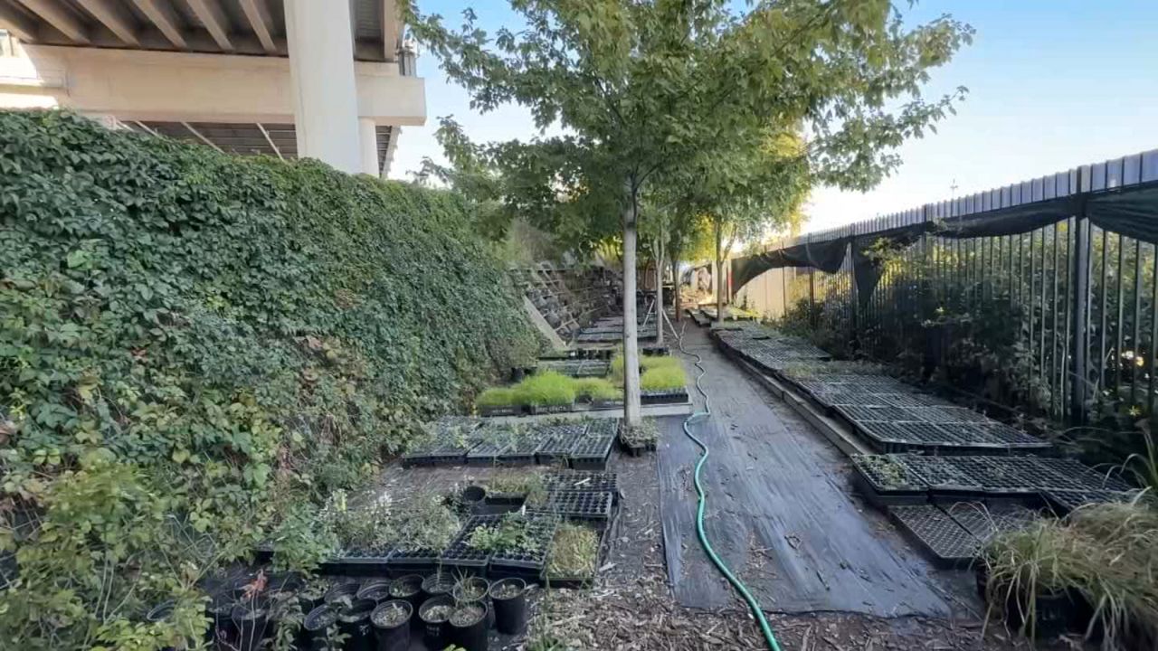 _Emma_PKG_Under_the_K