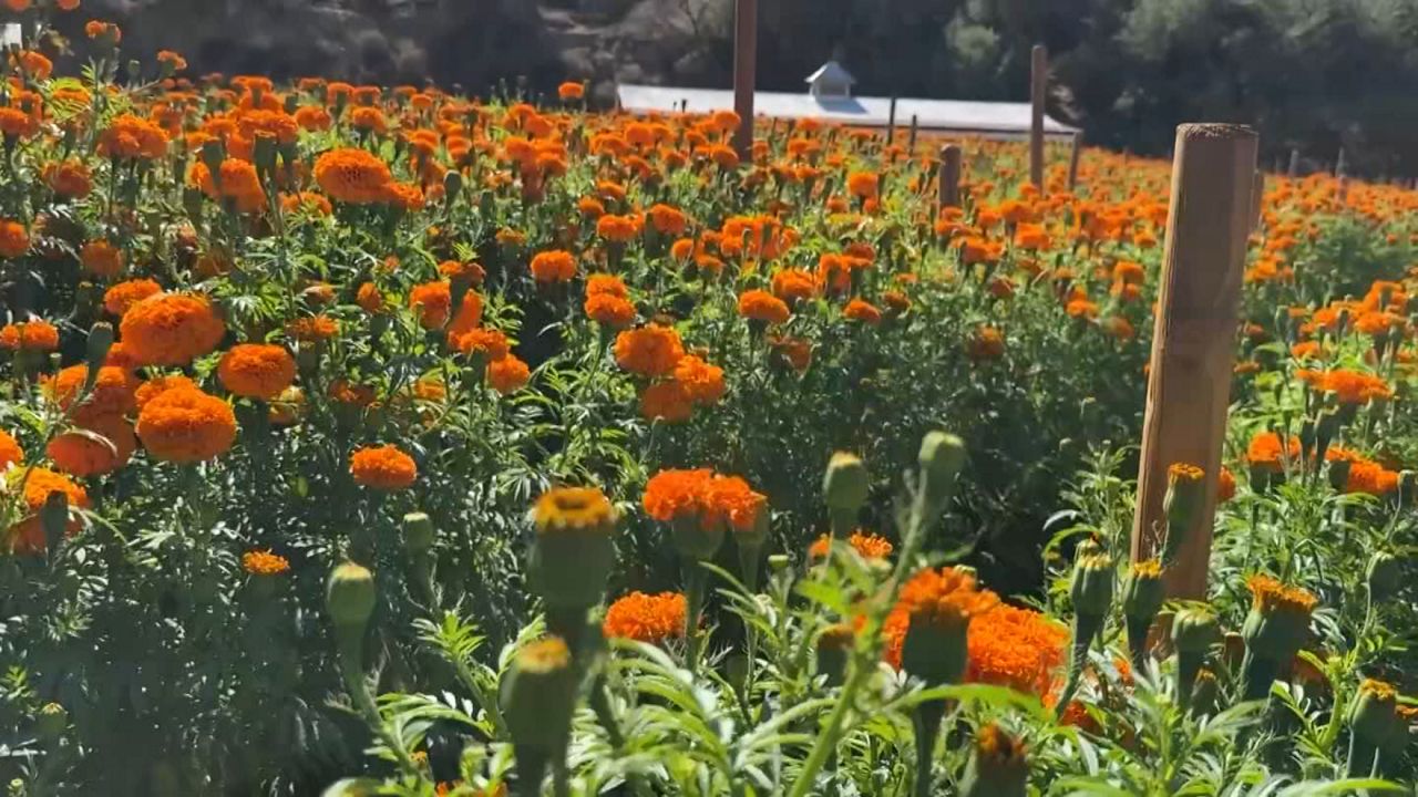 El exuberante Jardín Borda: un laberinto de caminos, fuentes y flores  exóticas, image size:1280x720