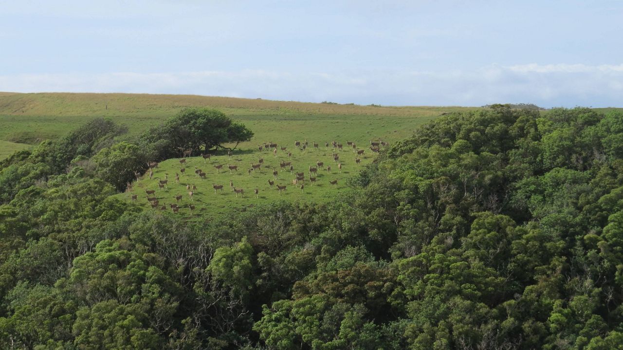 Deer on Molokai. (Courtesy: Hawaii DLNR)