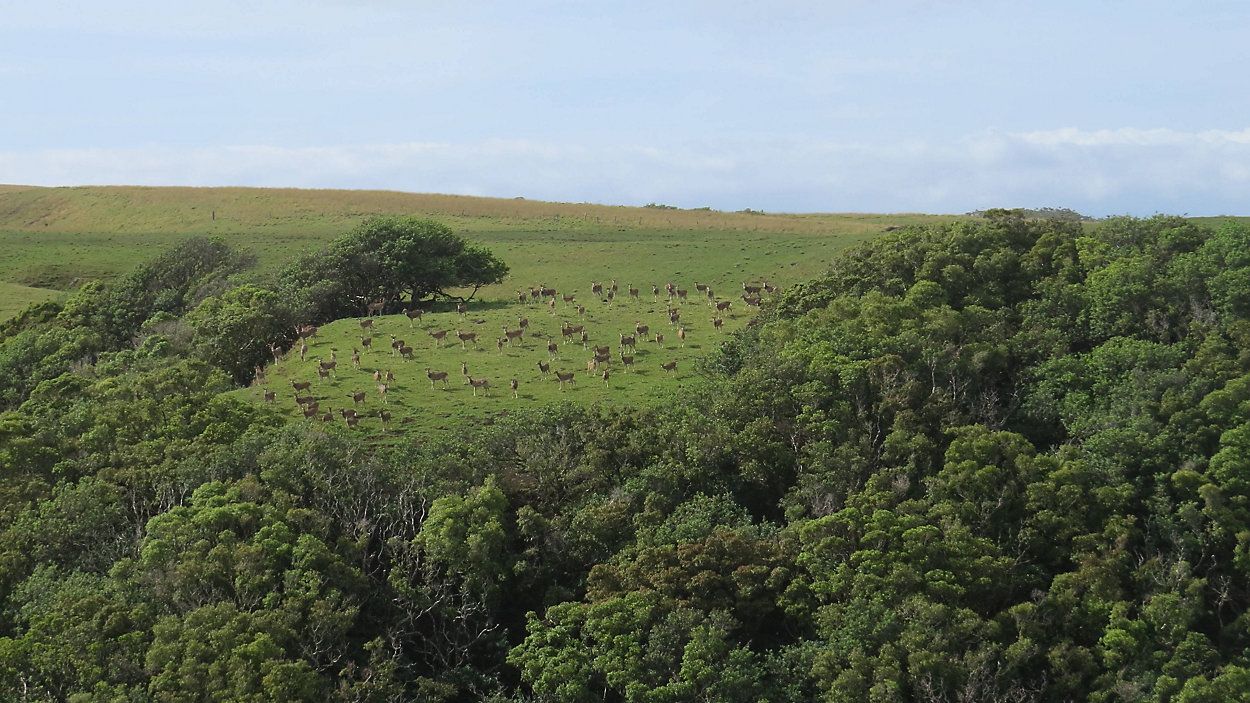 Deer on Molokai. (Photo courtesy of Hawaii DLNR)