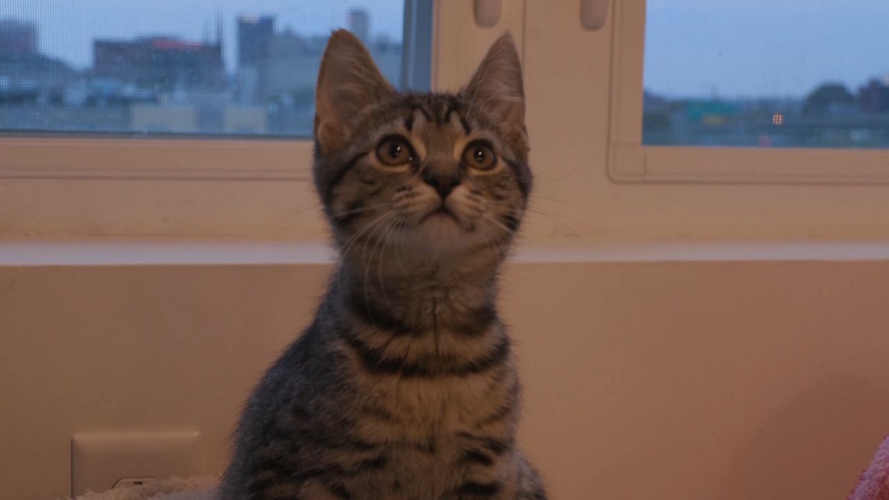 Gray tabby kitten sitting upright and looking up, with a window and a blurred city skyline behind her