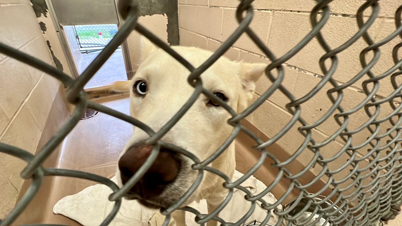 Could 3 times be a charm for a New York ban on puppy mills? - Vimarsana News