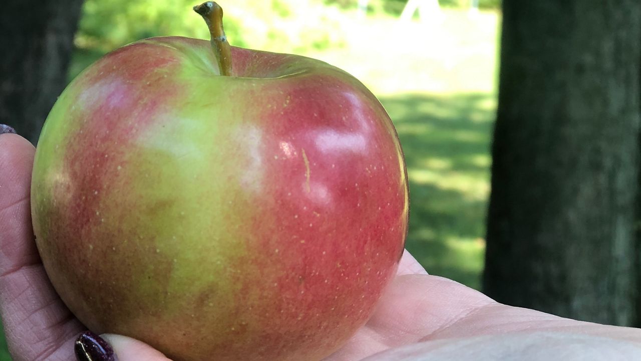 How climate change could kill the red apple