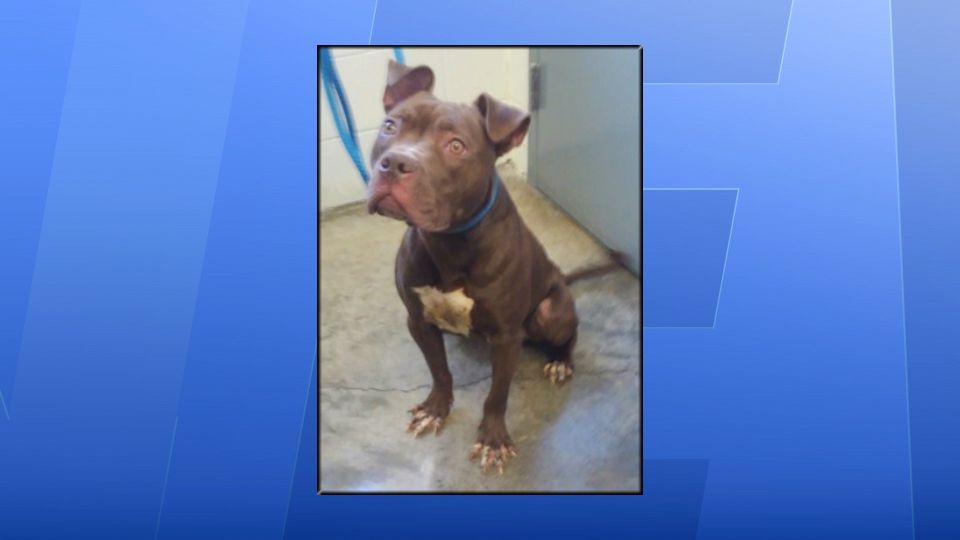 Dog Found Abandoned in Cage in Ontario County