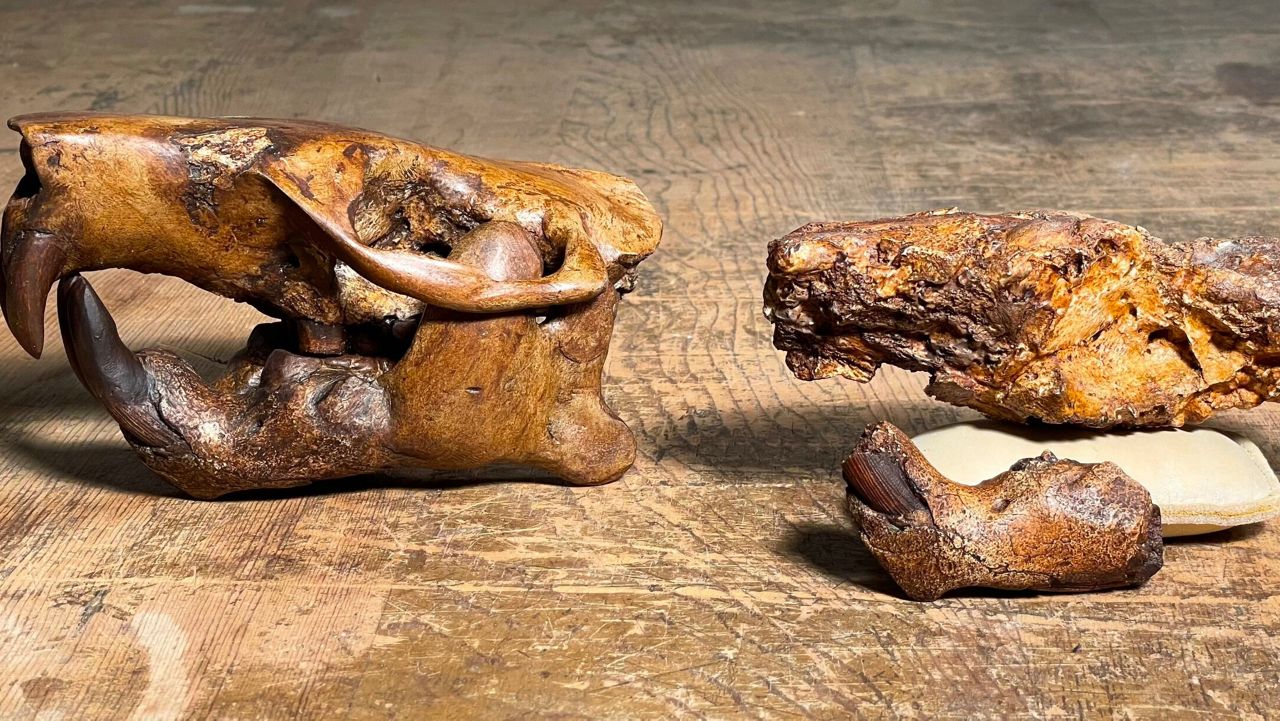 A partial skull fossil from the ancient beaver Anchitheriomys buceei (on right) alongside a skull reconstruction. (Credit: UT Jackson School of Geosciences / Matthew Brown)