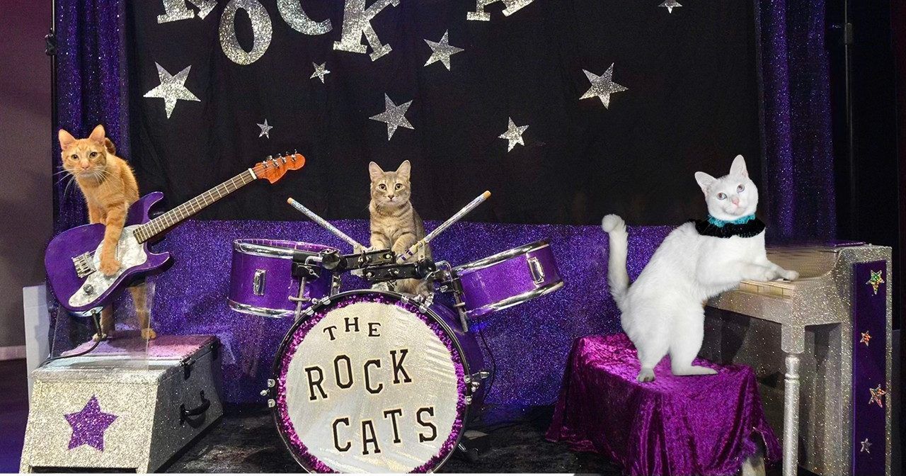 5 things to know about the Amazing AcroCats