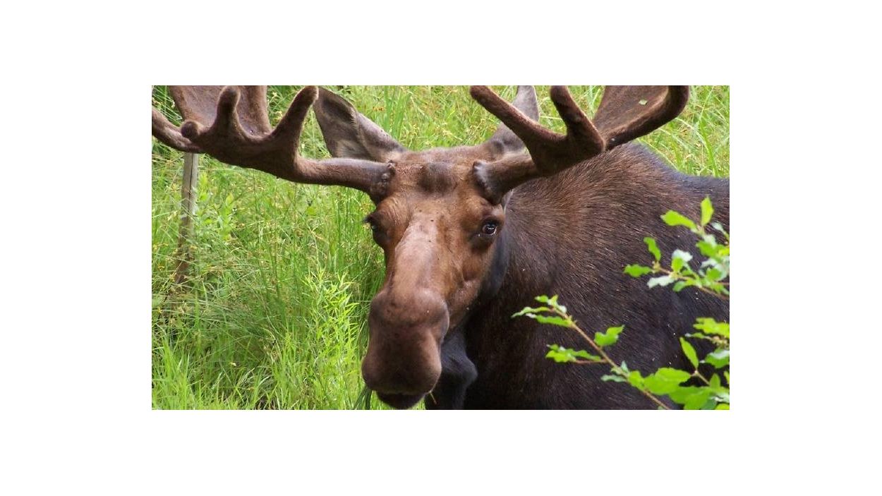 Moose breeding seasons in Central, Western Massachusetts