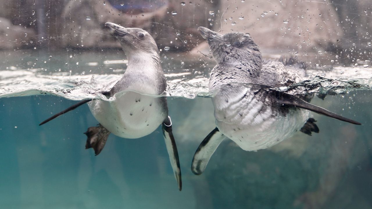 African penguins (AP file photo/Keith Srakocic)