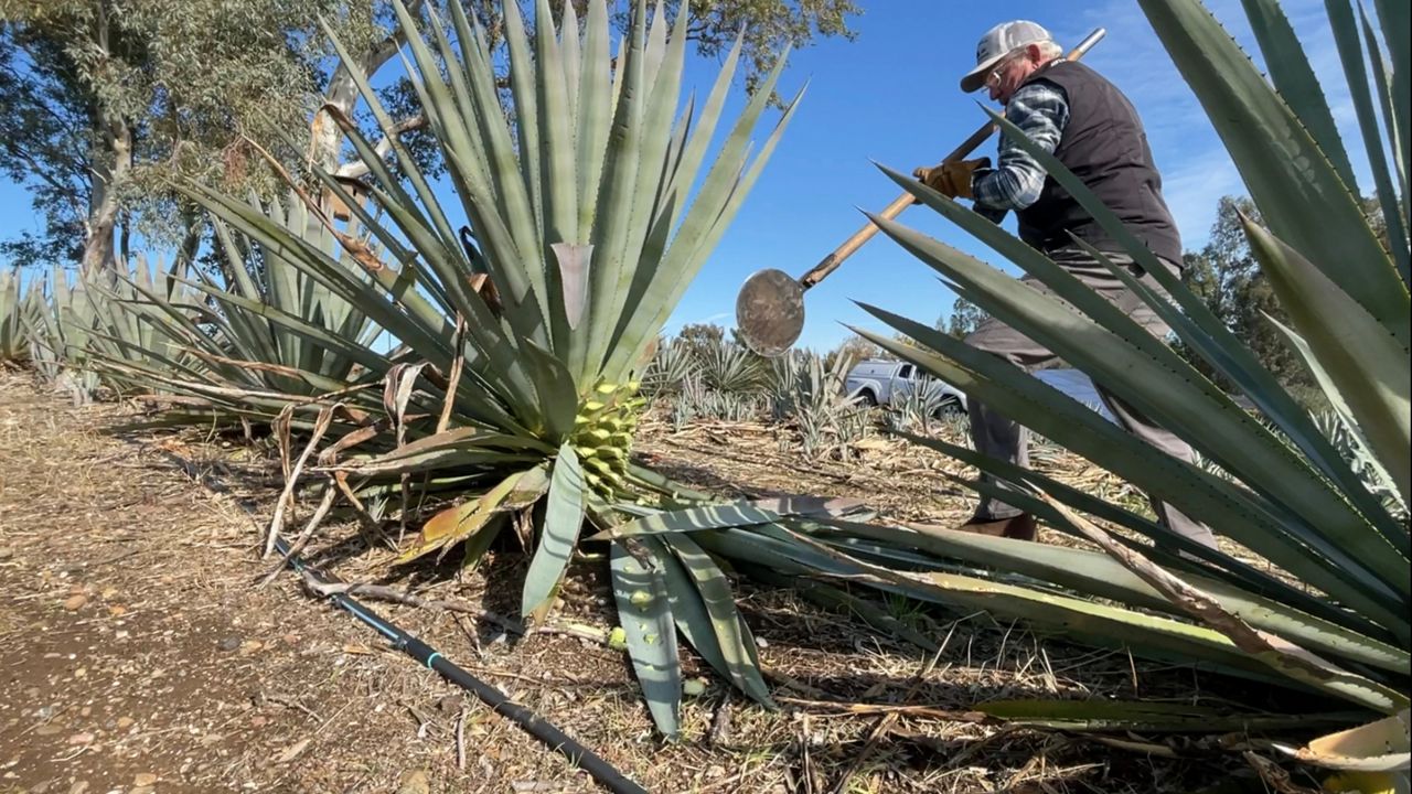 Farmers see promise in drought tolerant agave farming