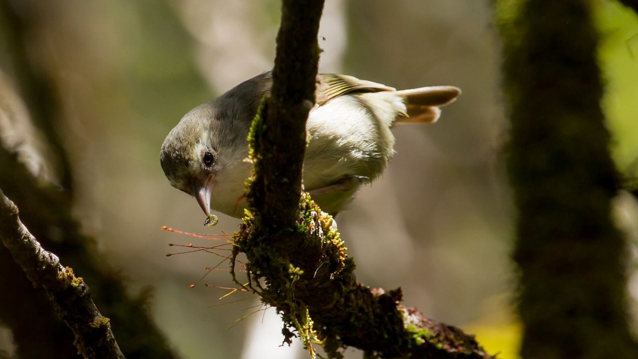 The akikiki is a native forest bird facing challenges to its survival. (Courtesy DLNR/Robby Kohley)