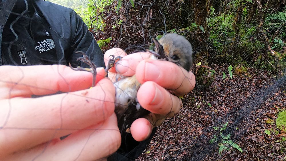 The 2023 Kauai forest bird field season opens with a blessing on Feb. 2. The Kauai Forest Bird Recovery Project will focus on collecting the last remaining ‘akikiki to ensure the birds' survival. (Photo courtesy of Hawaii Department of Land and Natural Resources)