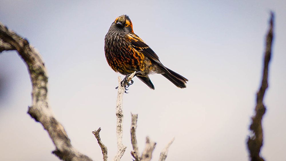 An endangered akohekohe rests on a tree branch in a forested area in Haleakala National Park. (NPS Photo/David Ehrenberg)