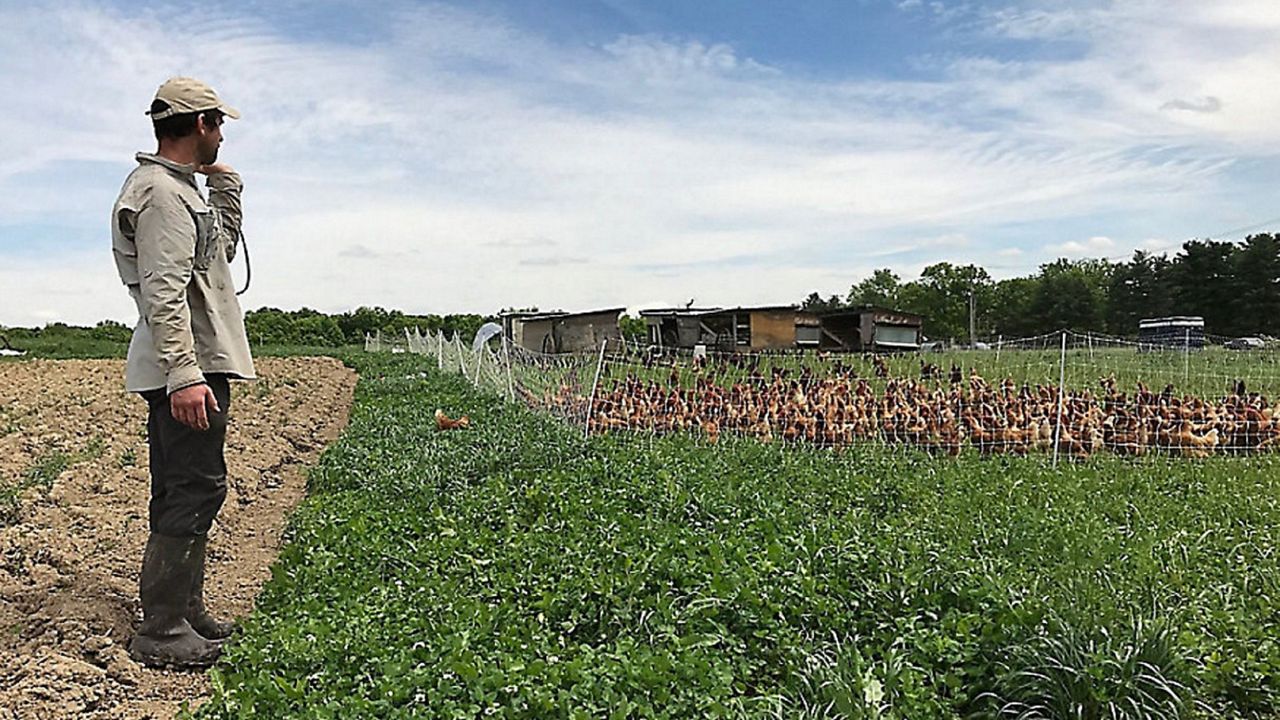 farmer looking out over field and hens