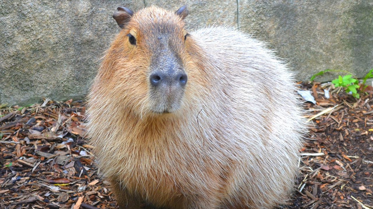 Photo of Atlantis the capybara.