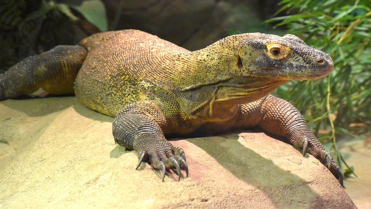 Draco, the female Komodo dragon that recently passed away. (Akron Zoo Twitter)