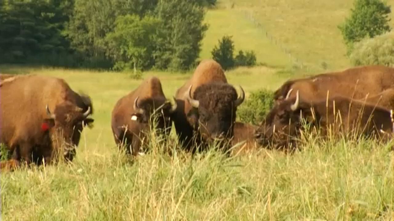 Escaped Buffalo Search Roseboom