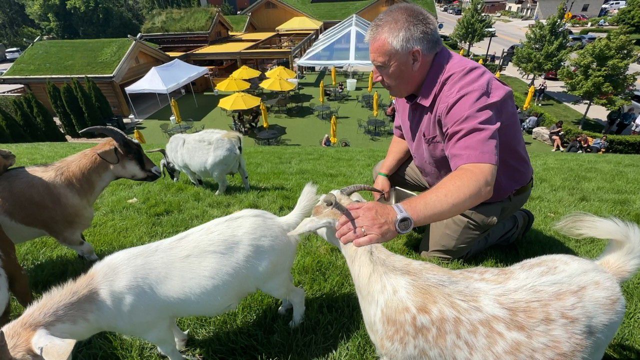 Lars Johnson pets and feeds goats on roof of restaurant 